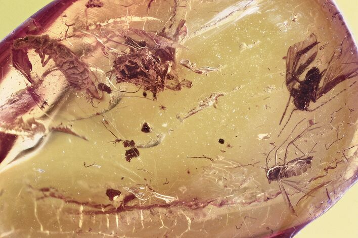 Fossil Beetle Larva, True Midge, and Moth Fly in Baltic Amber #367404